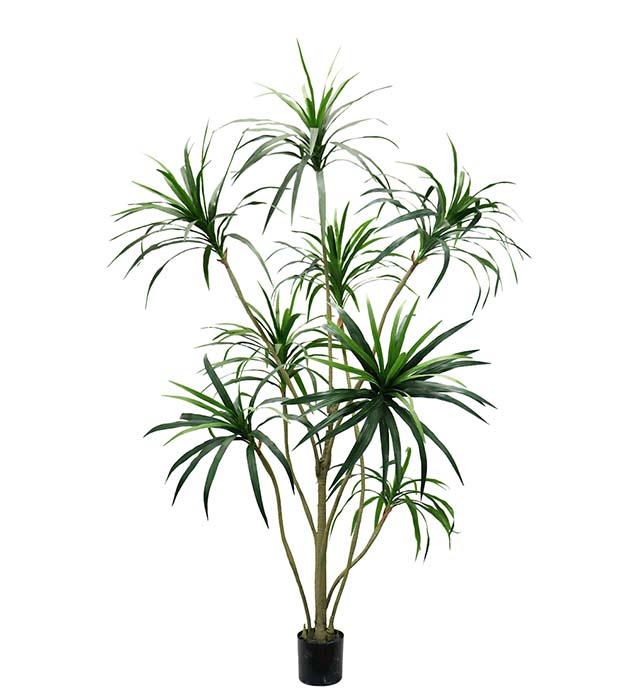 7049-240 - Dracena