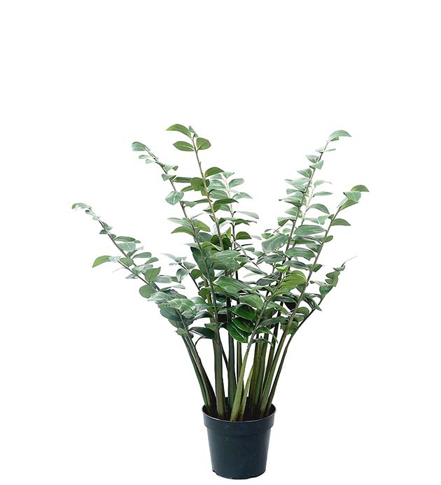 7055-120 - Zamifolia i kruka