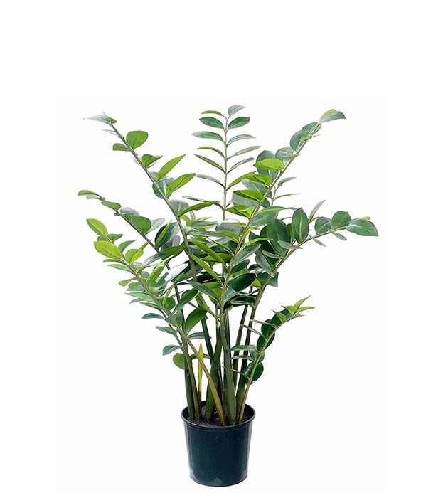 7055-130 - Zamifolia i kruka