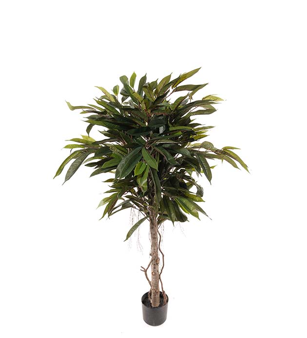 7116-150 - Longifolia 150 cm