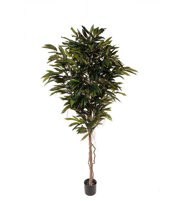7116-200 - Longifolia 200 cm