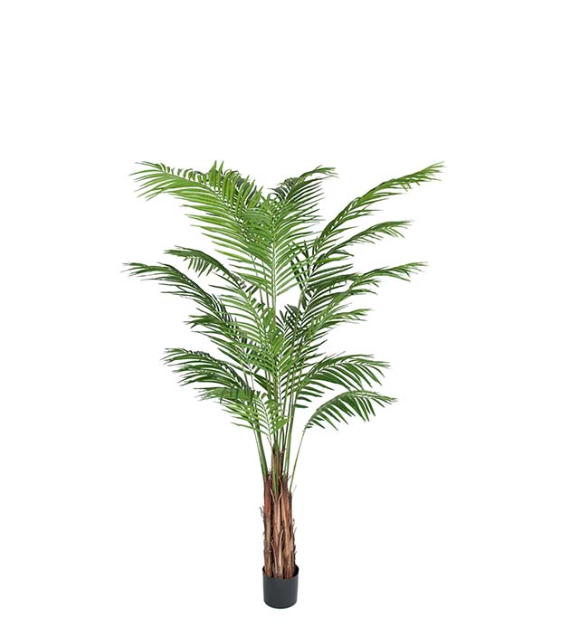 7149-210 - Areca Palm 210 cm