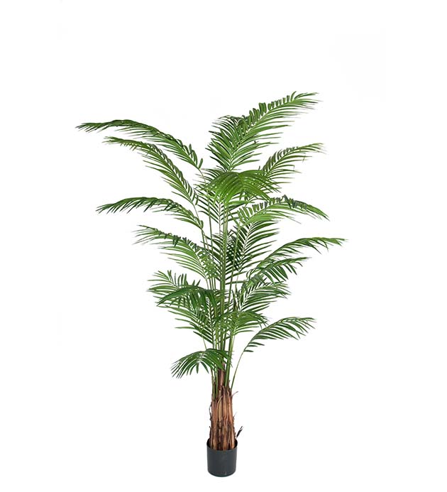 7149-240 - Areca Palm 240 cm
