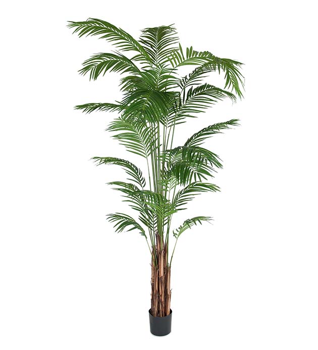7149-270 - Areca Palm 270 cm