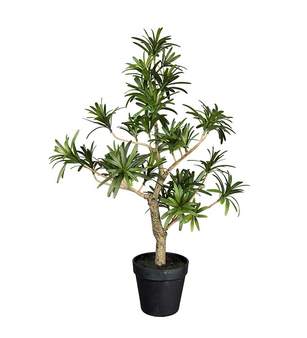 7178-050 - Podocarpus 60 cm