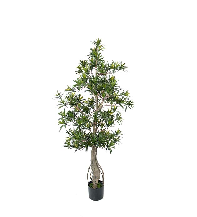 7178-110 - Podocarpus 120 cm