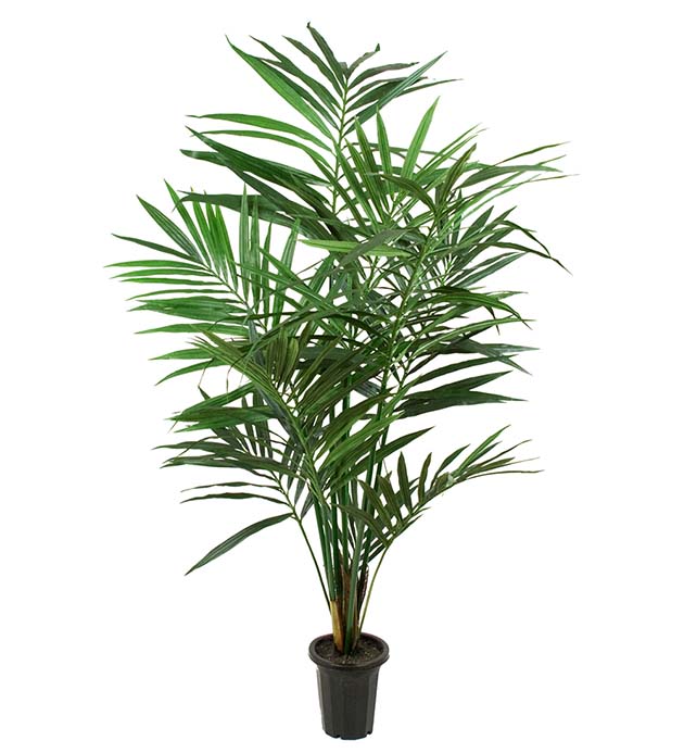 7203-120 - Kentia Palm 120 cm