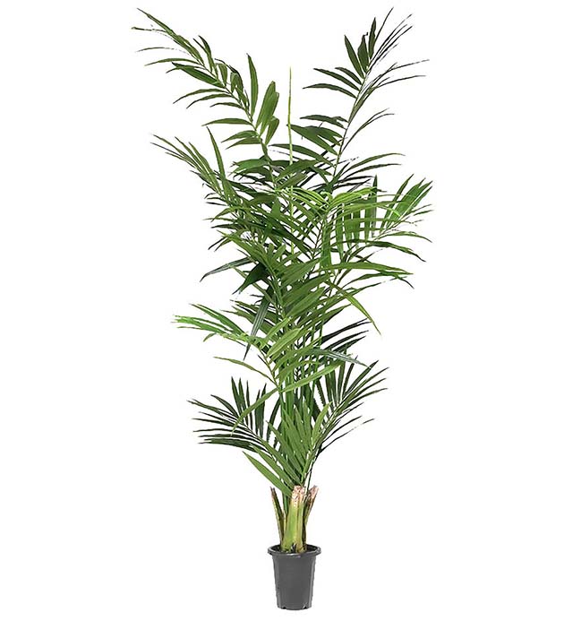 7203-210 - Kentia Palm 210 cm