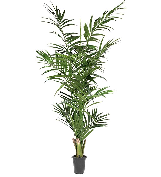 7203-240 - Kentia Palm 240 cm