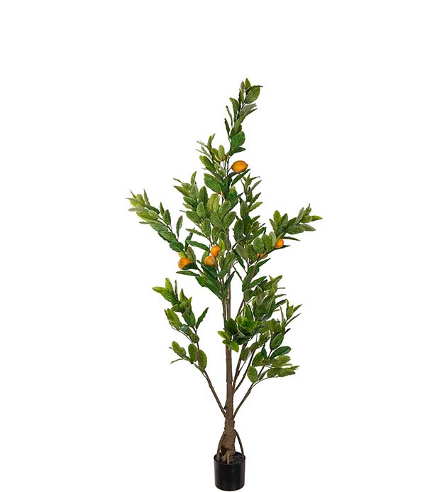 7207-180, Citronträd 180 cm
