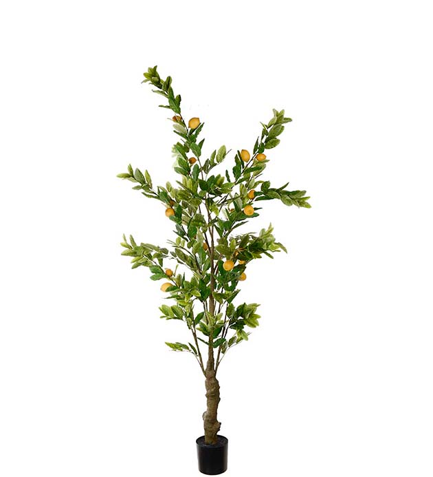 7207-240, Citronträd 240 cm