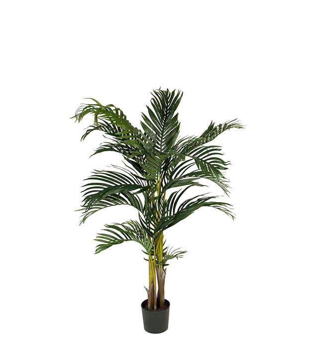 7338-110 - Kentia Palm 110 cm