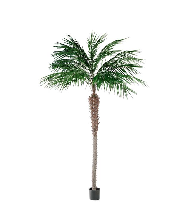 7390-240 - Phoenix Palm 240 cm