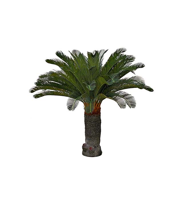 7393-130 - Cycas Palm 130 cm
