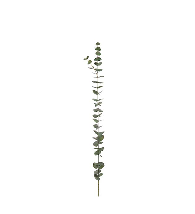 9201-95 - Eucalyptus 120 cm