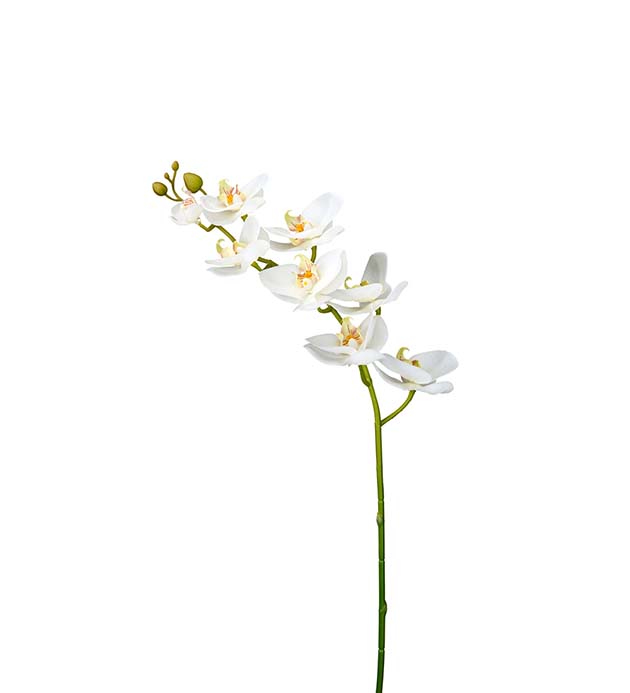 9317-10 - Phalaenopsis 75 cm