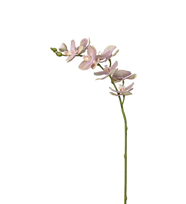 9317-20, Phalaenopsis