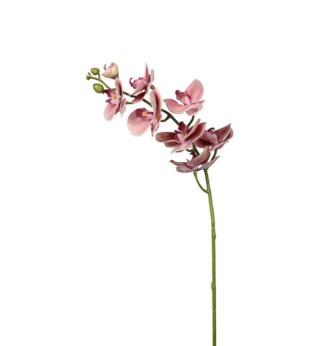 9317-25, Phalaenopsis