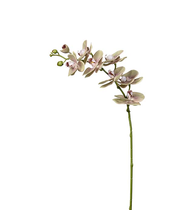 9317-90, Phalaenopsis