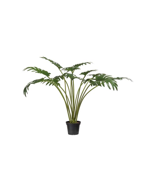 9632-90-1 - Philodendron 65 cm