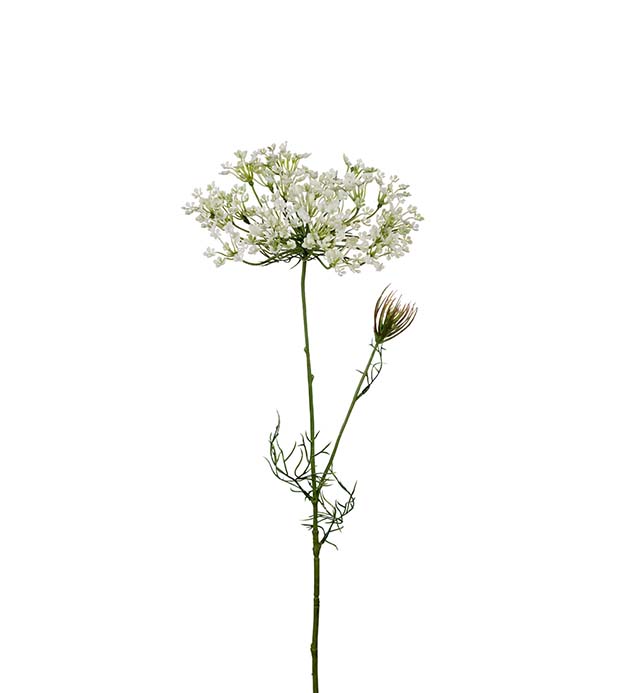 9671-10 - Allium 70 cm
