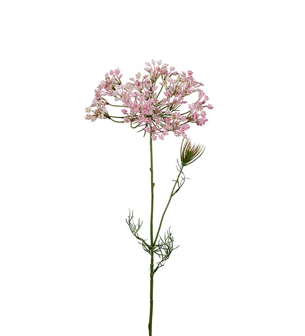 9671-20 - Allium 70 cm