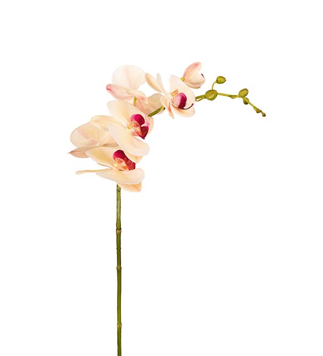 9818-51 - Phalaenopsis 75 cm