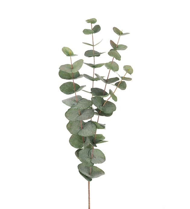 9953-95 - Eucalyptus 60 cm